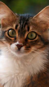 Gatos sempre caem de pé? Descubra mitos e verdades sobre esses pets