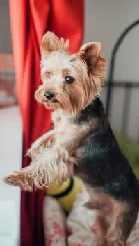 Em conta! Saiba quais as raças de cães mais baratas