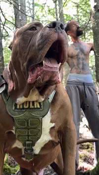 Conheça Hulk, o 'maior pit-bull do mundo', avaliado em milhões de reais
