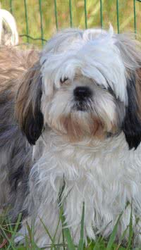 Fim dos shih-tzus? País proíbe criação de cães com focinho curto; saiba detalhes