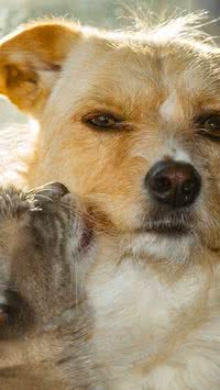 Saiba quais as raças de cães que se dão bem com gatos