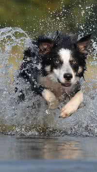 Estudo diz que border collie não é a raça de cães mais inteligentes; saiba qual é
