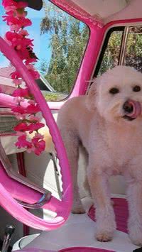 Outubro Rosa Pet: Clínica oferece atendimento e ensina a realizar toque amigo