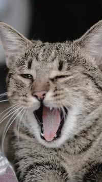Você sabe como seu gato se comunica com você?