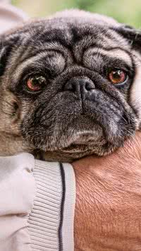 Descubra cinco raças de cães recomendadas para idosos