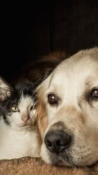 Obesidade em animais: Aprenda a identificar sobrepeso em cães e gatos