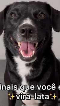 Perfil aponta sinais de que seu cachorro é vira-lata; confira lista