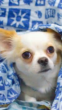 Confira raças de cães consideradas mais feias; seu pet está na lista?