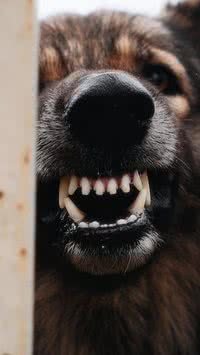 Saiba sinais de que cachorro pode estar prestes a te morder