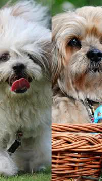 Raças semelhantes: Saiba como diferenciar o shih-tzu do lhasa apso