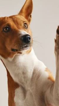 Conheça 6 raças distintas de cachorros brasileiros