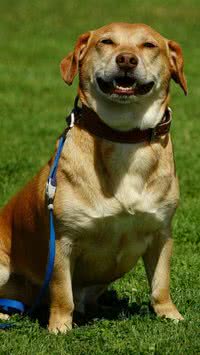 Especialista aponta o que a raça de seu cachorro diz sobre você