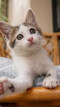 Saiba como seu gatinho demonstra carinho por você