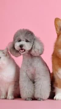 Cuidados individualizados e personalizados para os pets: Especialista aponta mitos e verdades