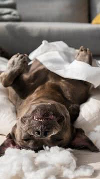 As 5 raças de cães mais bagunceiras; seu pet está na lista?