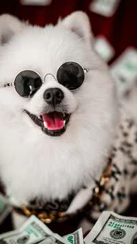 Cachorro de rico! Saiba quais as raças queridinhas de quem tem muito dinheiro