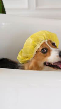 Banho "low stress": Método utilizado para tranquilizar o seu pet