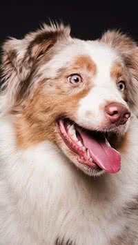 Os nomes mais populares para cachorros no Brasil; seu pet está na lista?