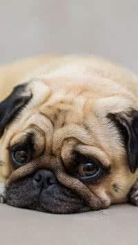 Cinomose: Saiba mais sobre doença grave que atinge os cães