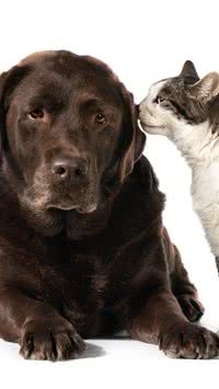 Tutores se importam menos com gatos do que com cães, aponta estudo