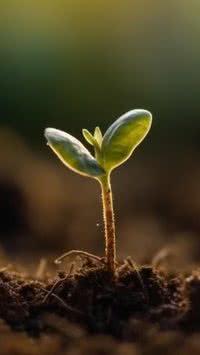 Você sabia que as plantas se comunicam entre si?