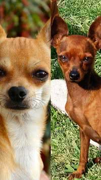 Eles são iguais? Saiba diferenças entre pinscher e chihuahua
