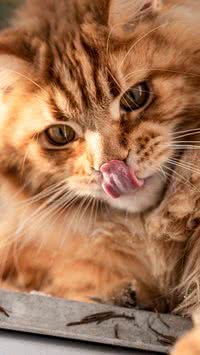 Descubra quais as raças gatos mais carinhosas com humanos
