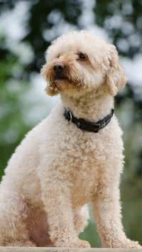 Cães com orelhas caídas ficam doentes com mais frequência?