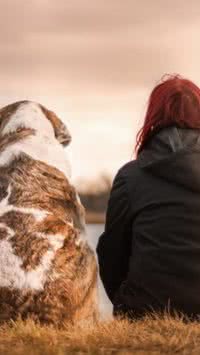 Doenças hepáticas: Saiba importância do cuidado com o fígado do seu pet 