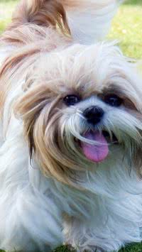 Shih Tzu: Saiba mais sobre a personalidade da raça