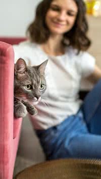 Confira sinais que indicam que seu gato está feliz