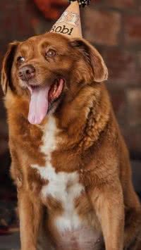 Morre Bobi, o cão mais velho do mundo