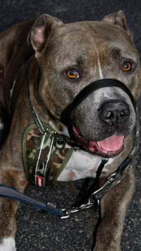 É lei! Saiba quais raças de cães devem usar focinheira na rua
