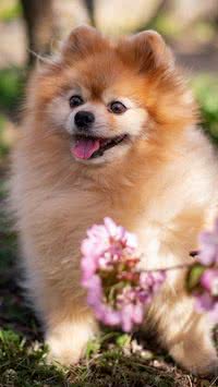 Colírio para os olhos! Saiba quais as raças de cães mais bonitas