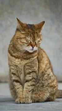 Como identificar que seu gato está triste e o que fazer