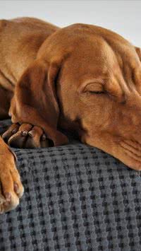 'Gente' como a gente? Preocupações podem tirar o sono de cachorros, diz estudo