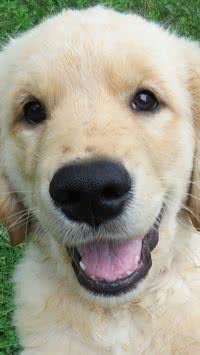 Golden retrievers têm gene especial que podem fazê-los viver mais