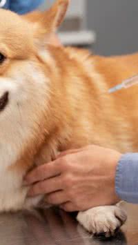 Vacinação múltipla em cães passa a ser obrigatória; saiba detalhes