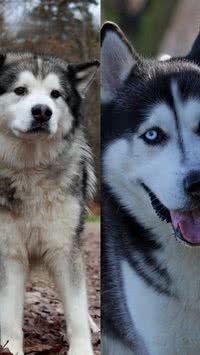 Husky Siberiano ou Malamute do Alasca? Saiba diferenciar esses pets