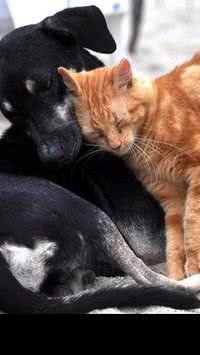 Novembro Azul: Clínica em Salvador oferece serviços gratuitos para cães e gatos