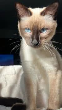 Saiba por que gatos siameses mudam de cor