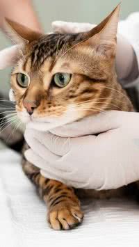 6 doenças de gato que todo tutor precisa saber identificar