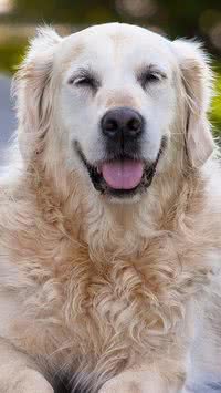 Você sabe a "idade humana" do seu cão? Veja como calcular