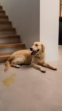 Como ensinar meu cão a fazer xixi no lugar certo? 