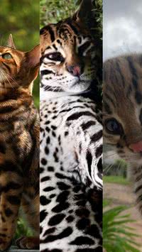 Gato bengal, jaguatirica e gato-do-mato: saiba diferença entre esses animais