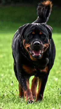 Raças de cães que não são indicadas para tutores de primeira viagem