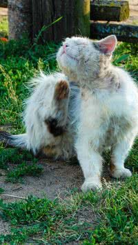 Saiba mais sobre a esporotricose, doença transmitida por gatos e como ela afeta os pets