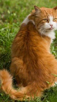 Saiba quais são as diferentes raças de gatos laranjas