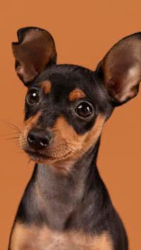 O Pinscher é bravo? Saiba como controlar o estresse dessa raça