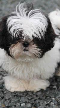 Meu Shih tzu se coça muito! O que pode ser?